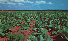 Postcard A Cabbage Field picture