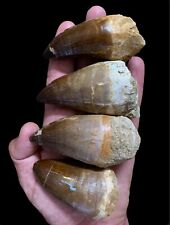 4 High Quality Musaur Teeth, Large Nautical Dinosaur, Real Excavational Mosasaur picture