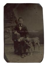 19thc Boy w/ Dalmatian Dog Studio Pet Tintype Photo picture