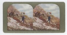 c1900's Stereoview On The Trail With The Spoils. Hunters on Mountain With Horses picture