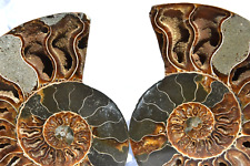 Large Ammonite Pair Crystal Cavity XXL 6.7