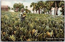 1908 Pineapple Farm Florida Man Harvesting Pineapple Fruits Posted Postcard picture