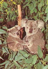 Koalas San Diego Zoo California Vintage Continental Chrome Postcard Unposted picture