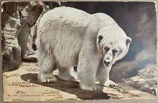 Chicago Lincoln Park Zoo Polar Bear Illinois Antique Postcard c1910 picture