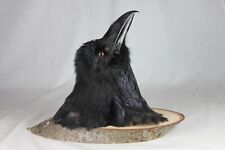 Raven, wall hanger,  Iceland, taxidermy, Icelandic Raven picture