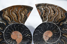 RARE 1 in 100 BLACK PAIR Ammonite Crystal LARGE 95mm Dinosaur FOSSIL 3.7