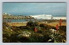 Monterey Peninsula CA-California, Pacific Grove Shore, Red Aloe Vintage Postcard picture