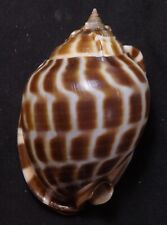 edspal shells - Phalium areola  72.3mm F+++ nice spots sea shell gastropods picture