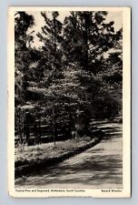 Waterboro SC-South Carolina, Typical Pine And Dogwood, Vintage c1940's Postcard picture