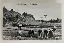 Antique/Vintage RPPC Real Photo Postcard Men In Field Harvesting Sweet Potatoes picture