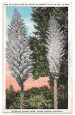 Spanish Bayonet Yucca Palm in Bloom c1940's Mount Wilson Hotel, California picture