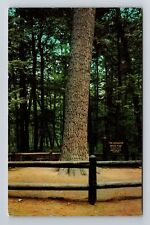 Grayling MI-Michigan, Scenic, Monarch Pine Trees, Vintage Postcard picture