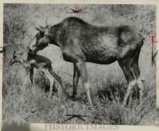 1932 Press Photo Moose and her calf take a stroll at zoo - lra80781 picture