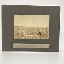 Cabinet Card Real Photo Oats Field Raised by Pitts Bros Limon CO 1909 picture