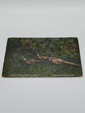 1913 Pheasants In The Wild Post Card B2 picture
