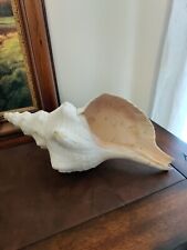 Large Horse Conch Shell 14 inch picture