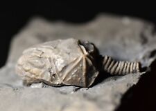 MUSEUM GRADE Glytocystites Cystoid, ULTRA 3D Ordovician, Ontario picture