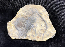 Double-Sided Ptychocrinus, Girardeau Formation, Cape Girardeau, Missouri picture