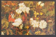 Cotton Balls Crop Agriculture Vintage Postcard Unposted picture