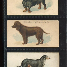 N163 Goodwin Dogs of the World - Name Back Only - Water Spaniel picture