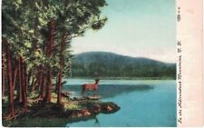Adirondacks In the Adirondacks Deer Buck 1908 NY  picture