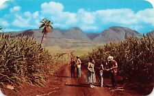 Maui HI Hawaii Sugar Sugarcane Plantation Big Five Castle Cook Vtg Postcard A15 picture