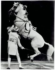 1972 Original Photo Royal Lipizzan Stallion performing the 