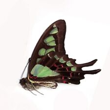 COLLECTION 5 PCS unmounted butterfly papilionidae Graphium cloanthus picture