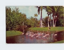 Postcard Spoonbill Lake & Islands Flamingos Naples Florida USA picture