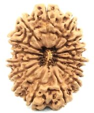 Super Collector Size 15 Face Rudraksha - Nepal - 30.71 mm  - Lab Certified picture