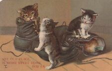 Outstanding group of beautiful kittens u1909 Postcard picture