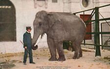 1914 Indian Elephant Gunda Zoological Park New York NY Vintage Postcard picture