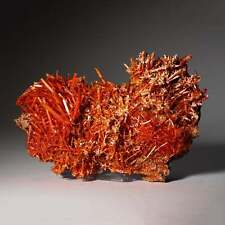Crocoite From Red Lead Mine, Dundas, Tasmania, Australia picture