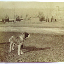 Antique Albumen Photograph Large St Bernard Dog Outside picture