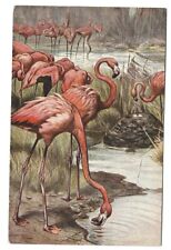 Postcard ~ Pink Flamingos ~ Ernest Nister ~ Printed in Bavaria picture
