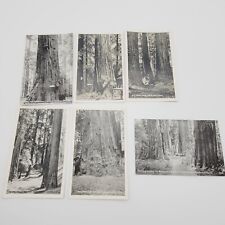 6 Big Basin Santa Cruz California Redwoods Big Tree Grove Vintage Postcard Lot picture