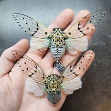 Ayuthia Spectabile (1) GHOST CICADA Wings Spread Real Insect Bug Specimen RARE picture
