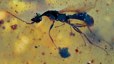 Beautiful Burmite  Cretaceous Period Amber -Winged ANT ? picture