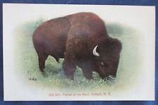 ca910 Buffalo New York Old Bill Father of the Herd Postcard picture