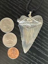 Great White Shark Tooth Beautiful fossil picture
