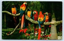 Postcard - Parrots and Poinsettias at the Jungle in Anaheim California CA picture