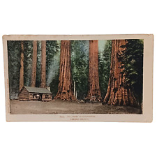 Postcard Big Trees in California Fresno County Cabin Undivided Unposted 7493 picture