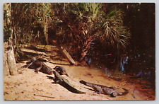 Alligator Lagoon Homosassa Springs Wildlife State Park FL, Postcard picture