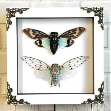 Cicada Pair White Ghost + Turquoise Wing White Baroque Box Frame Display Case picture