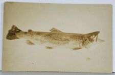Manchester ME 3lb Fish Freds Catch 1908 to Hawkins Brattleboro VT Postcard K13 picture
