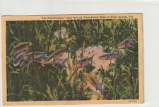Vintage Postcard 1950 The Fish Kingdom Silver Springs Florida picture