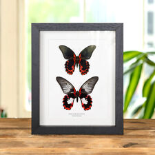 Male and Female Scarlet Mormon Pair Frame (Papilio rumanzovia) picture