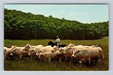 Rio Grande OH-Ohio, Bob Evans Farms, Charolais Cattle Vintage Postcard picture
