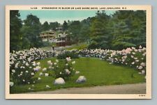 Hydrangeas In Bloom On Lake Shore Drive, Lake Junaluska, North Carolina Postcard picture