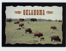 Postcard American Plains Bison Oklahoma USA picture
